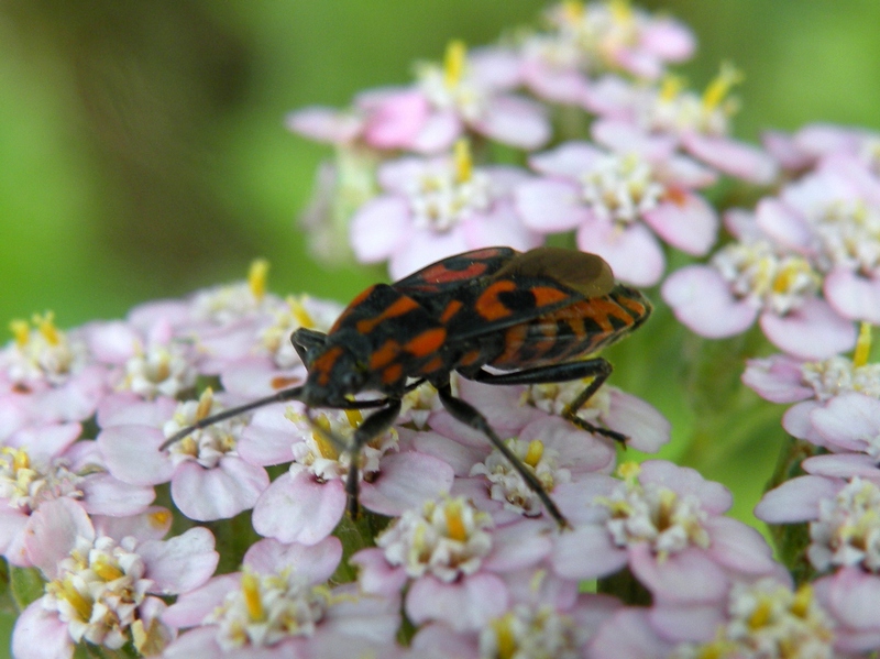 Lygaeidae: Spilostethus saxatilis del Piemonte (CN)